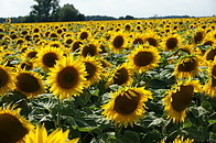 11 Sunflower field