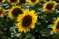 12 Sunflower plants