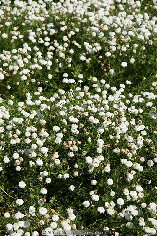 03 White flowers