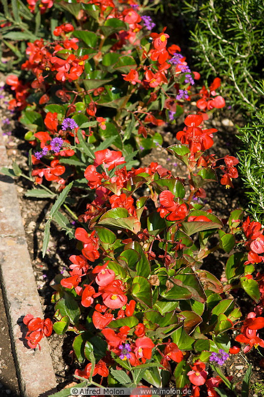 04 Red begonia flowers