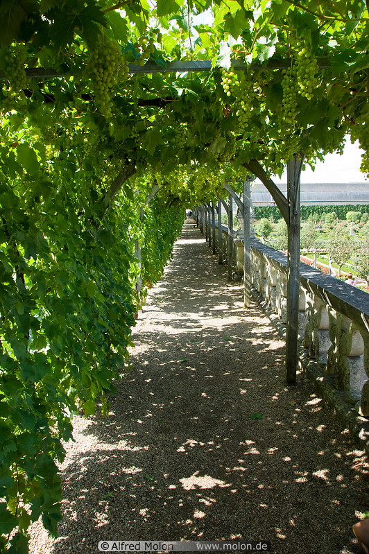 09 Path with grapevines