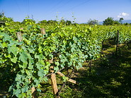 Napareuli winery photo gallery  - 12 pictures of Napareuli winery
