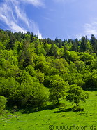 08 Meadow and forest