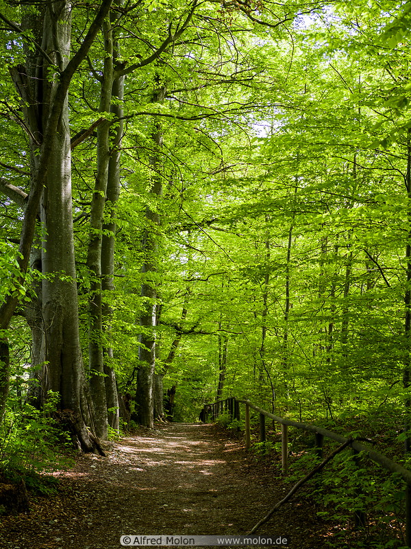 10 Forest trail near Andechs