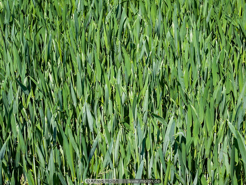 34 Wheat field