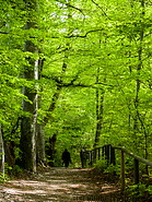 09 Forest trail near Andechs