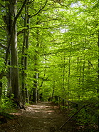 10 Forest trail near Andechs