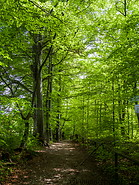 11 Forest trail near Andechs