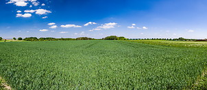 36 Wheat field