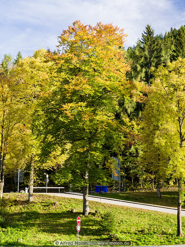 43 Trees in autumn foliage