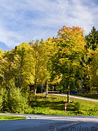 41 Trees in autumn foliage