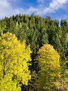 42 Trees in autumn foliage