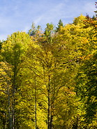 44 Trees in autumn foliage