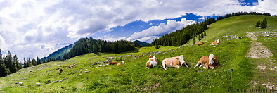 05 Alpine meadow with cows