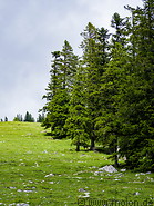 06 Alpine meadow