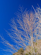 09 Trees without leaves
