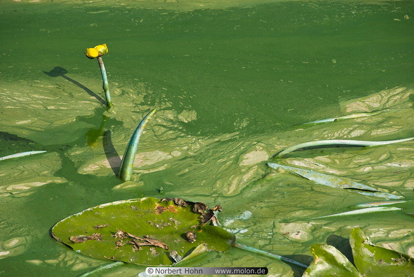 22 Green algae