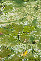 23 Green algae