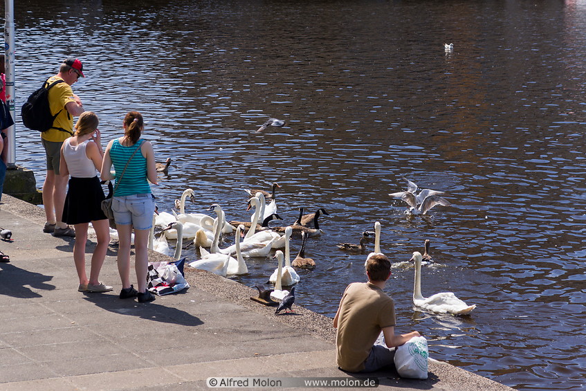 11 Feeding the swans on Ballindamm