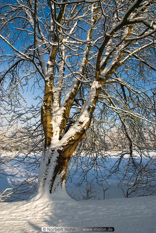 04 Snow covered trees