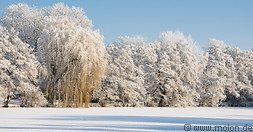 02 Snow covered trees