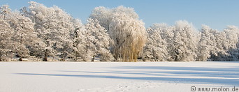 03 Snow covered trees