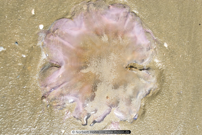 15 Stranded jellyfish