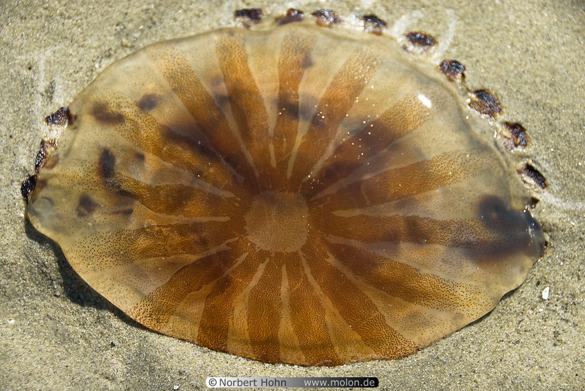 19 Stranded jellyfish