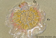 17 Stranded jellyfish