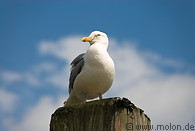 08 Seagull