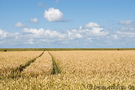 08 Grain-fields near Paddingbuttel
