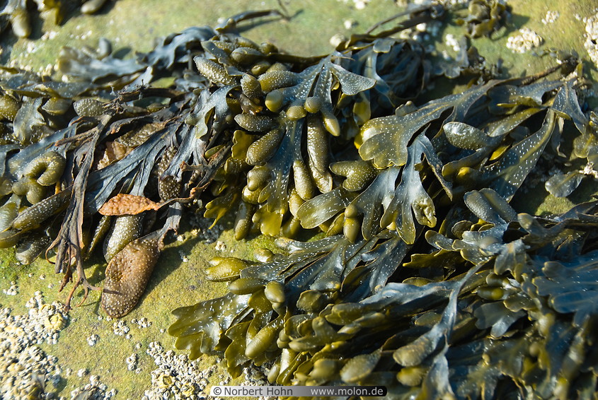 32 Sea algae