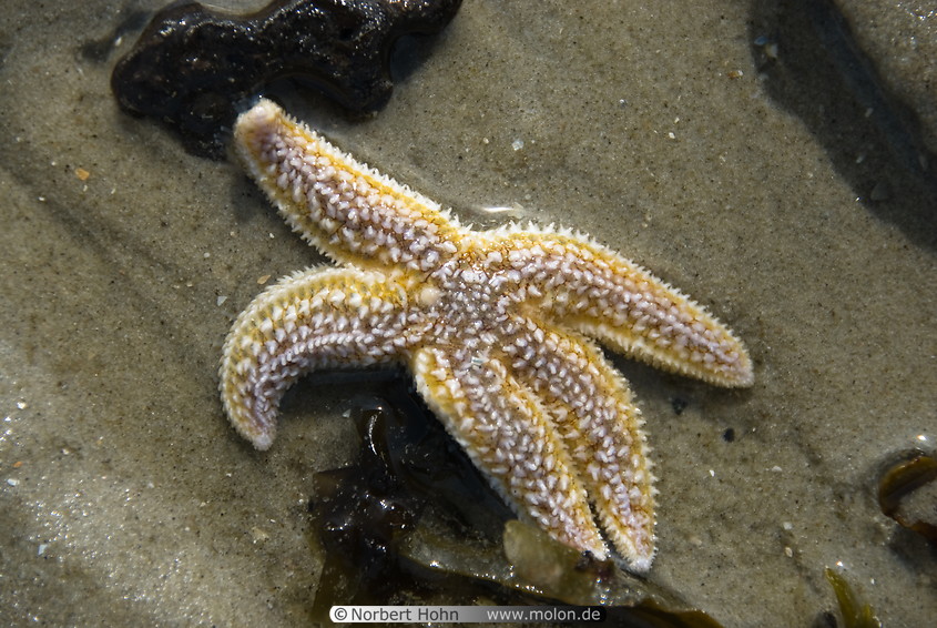 33 Stranded starfish