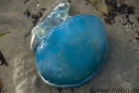 26 Blue jellyfish
