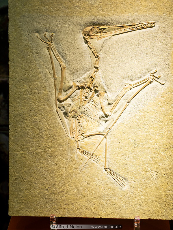 09 Fossil in paleontological museum