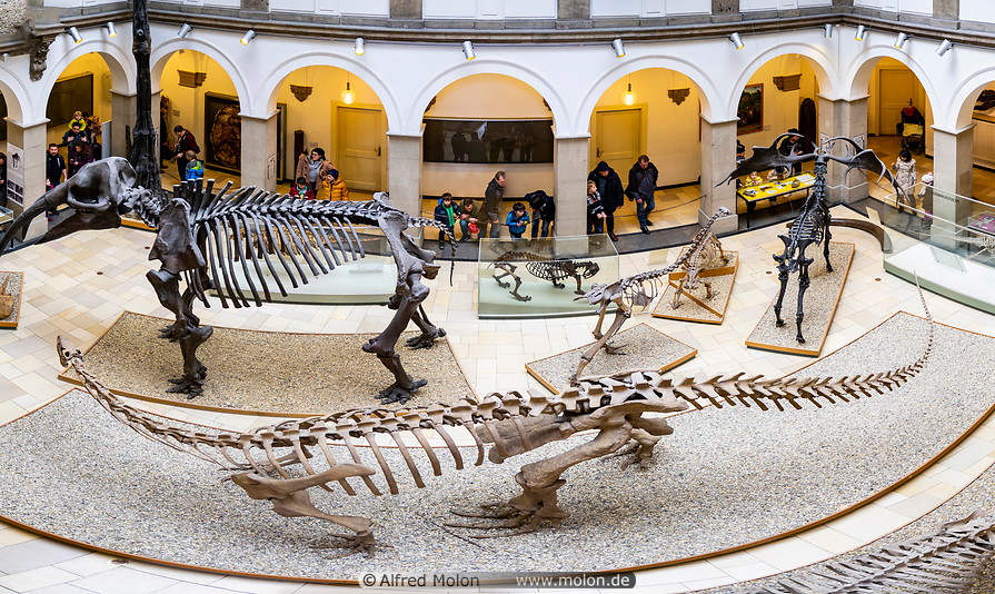 11 Paleontological museum