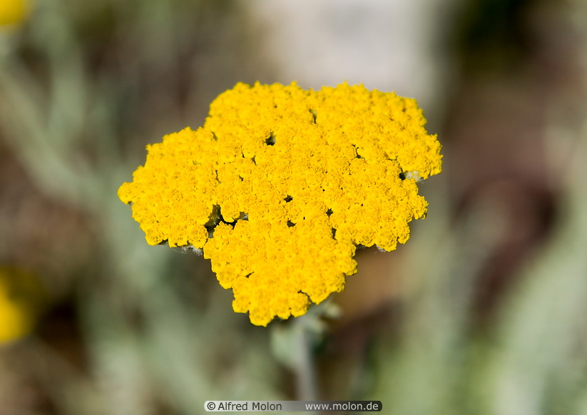 10 Yellow flower