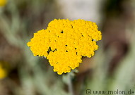 10 Yellow flower