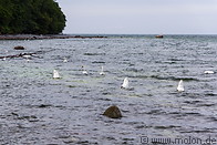 12 Swans in the sea
