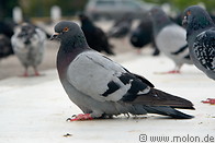 14 Pigeon