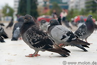 15 Pigeons