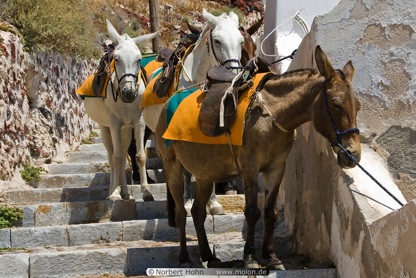 13 Mules on staircase to Oia