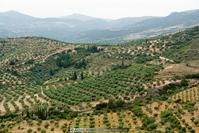14 Hills and olive trees