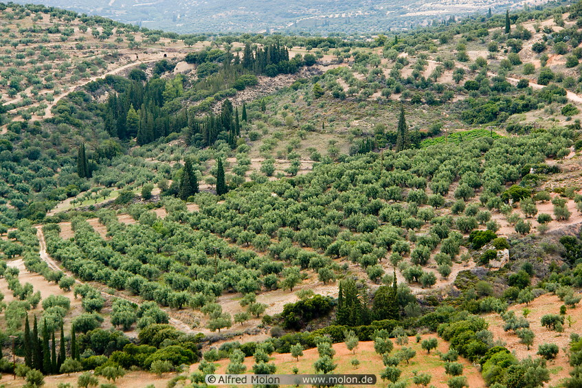 15 Hills and olive trees
