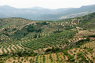 14 Hills and olive trees