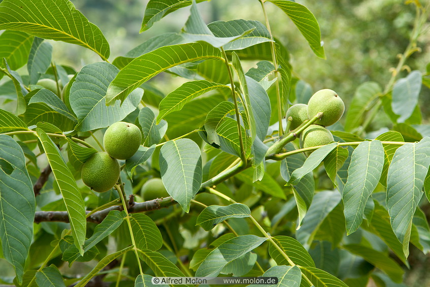 01 Walnut fruits on tree branch