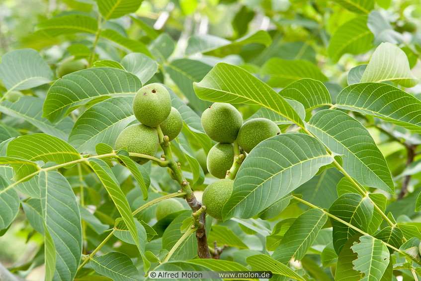 03 Walnut fruits on tree branch