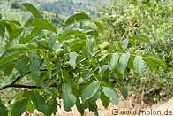 02 Walnut fruits on tree branch