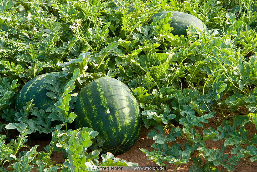 03 Watermelon plants and fruits
