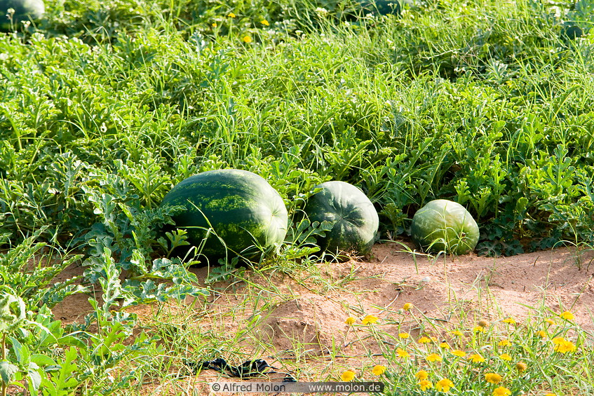 05 Watermelon plants and fruits
